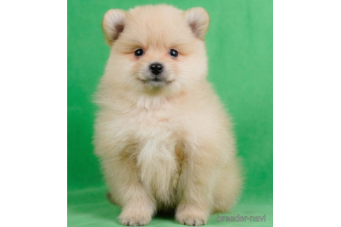 成約済の東京都のポメラニアン-227651の5枚目